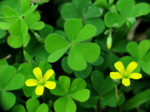 shamrocks