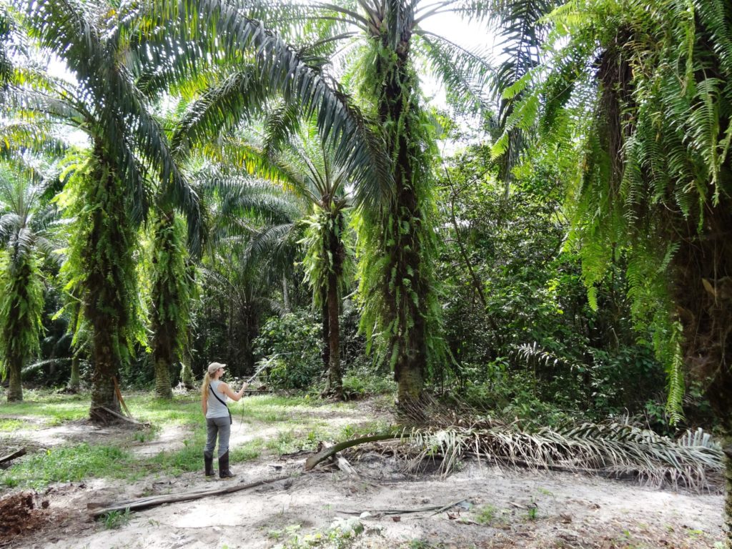 Professor Knowlton tracking birds using radio-telemetry in an oil palm plantation in Brazil.