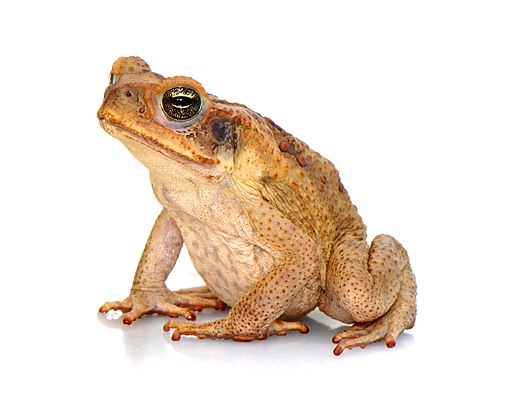 Cane Toad image by Sam Fraser-Smith via Wikimedia Commons
