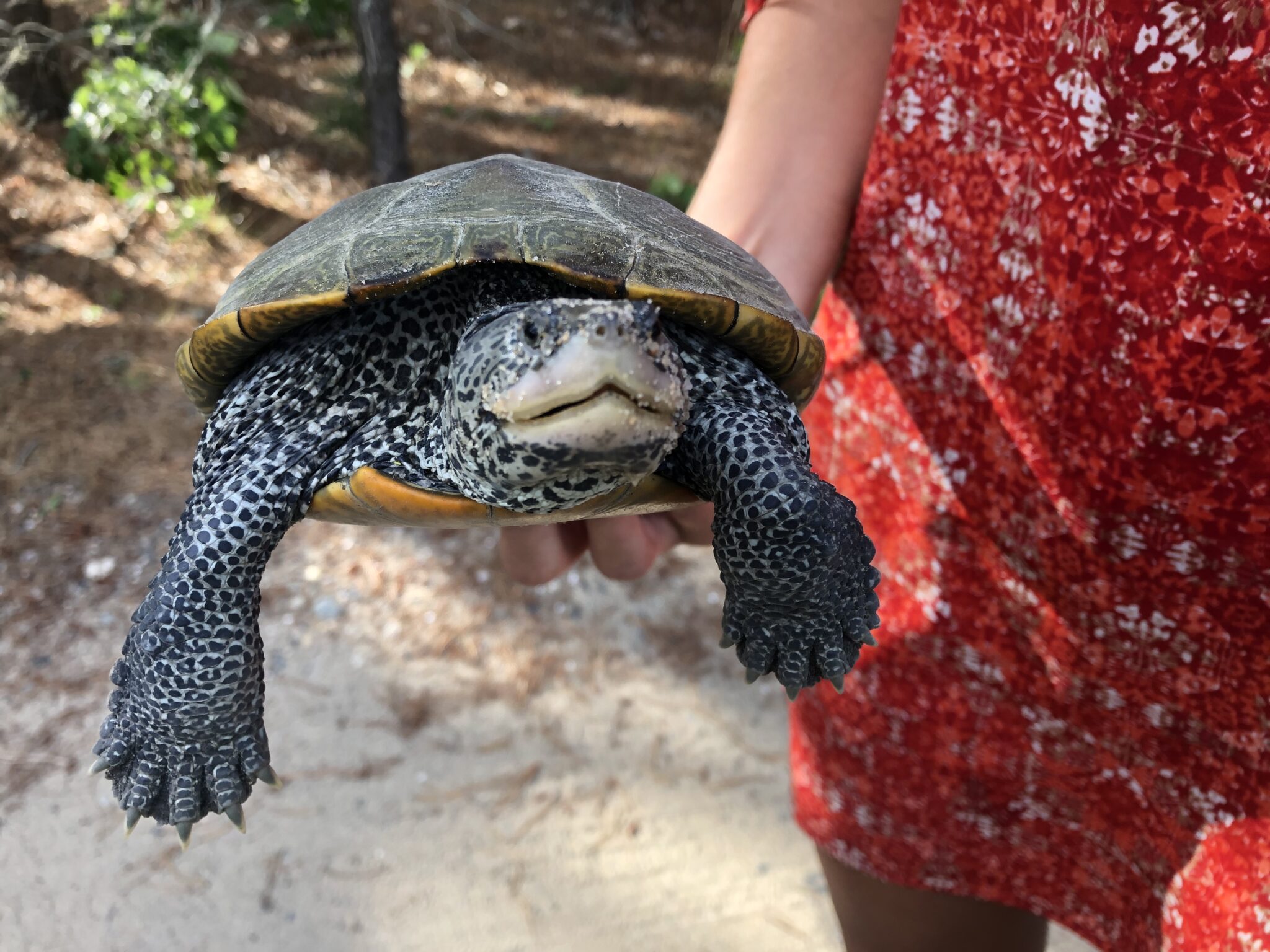 Diamondback Terrapin and Horseshoe Crab Conservation: An Internship ...