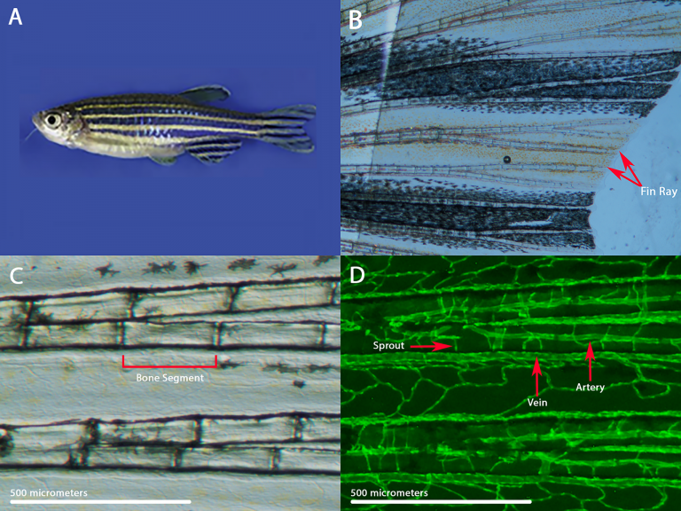 Blood Vessel Growth In The Zebrafish Fin - Blog - Wheaton College ...