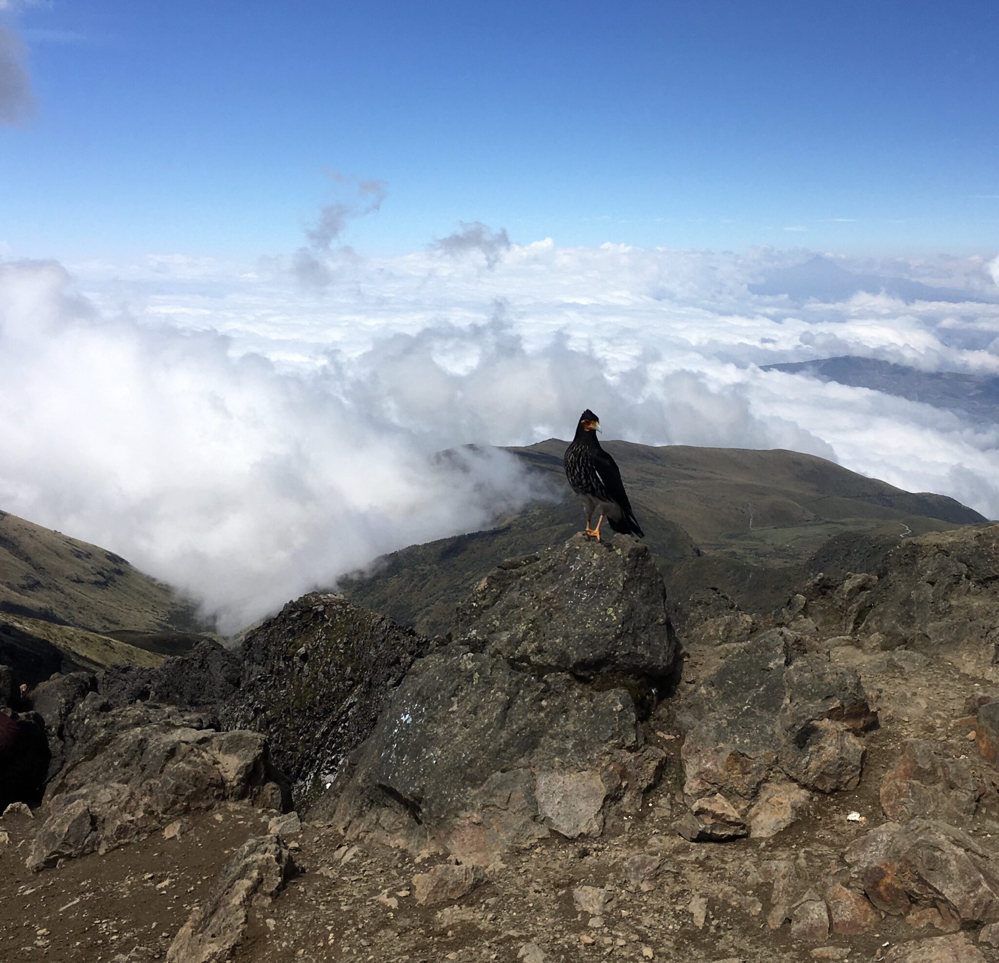 A Curiquingue bird perched on the summit of Ruku Pinicha, above the clouds
