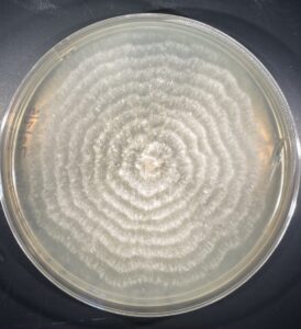 Fungus growing in a petri dish