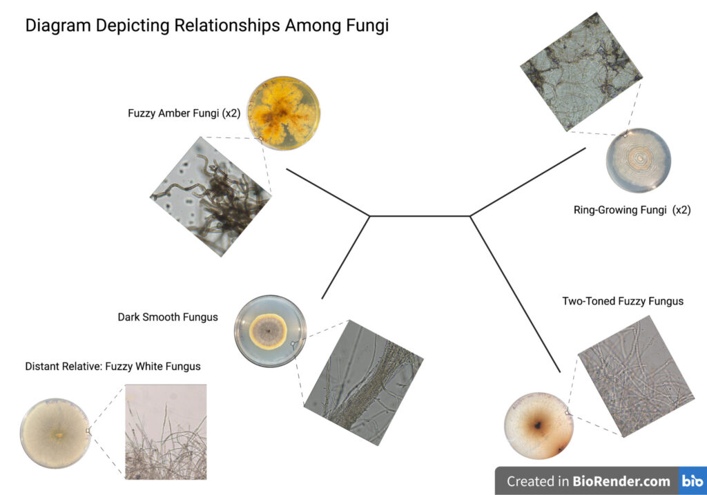 a web showing relatedness between fungi