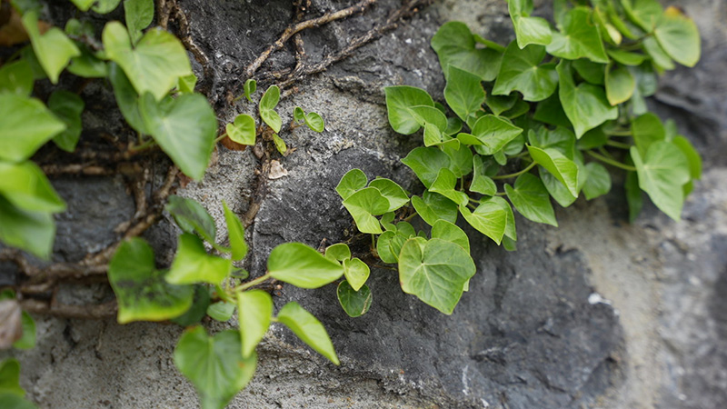 A macro portrait of green vines growing around rock.